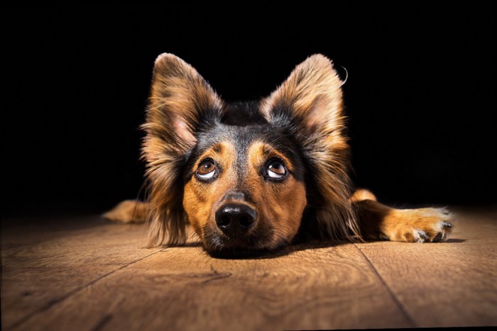 黒い背景上目遣いの犬