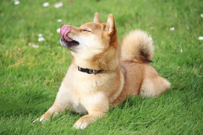 芝生で伏せる柴犬