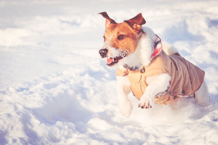 防寒具を着用して走る犬