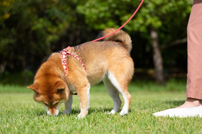 公園の散歩をする柴犬