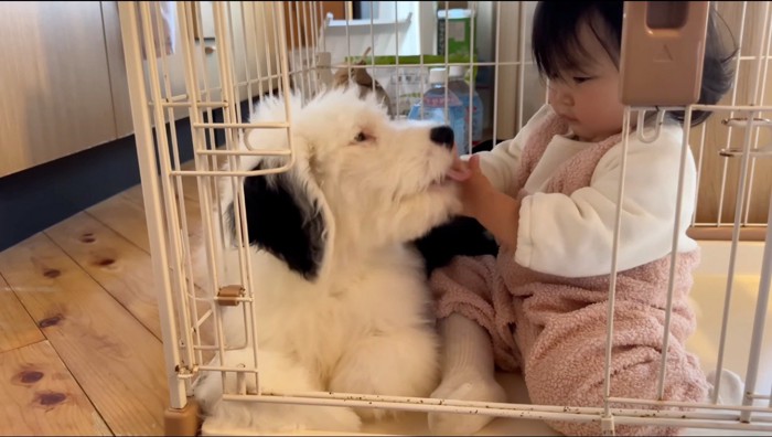 赤ちゃんの手を舐める子犬