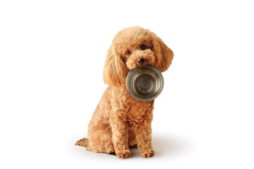 お皿を咥える犬