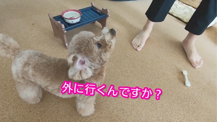 パパを見る犬