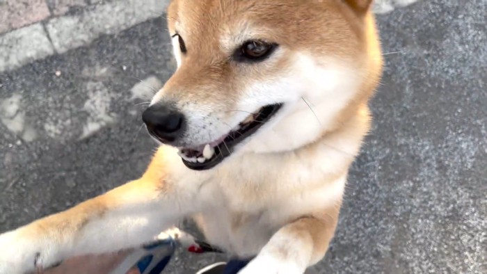 「ママもやめなさいって言って！」