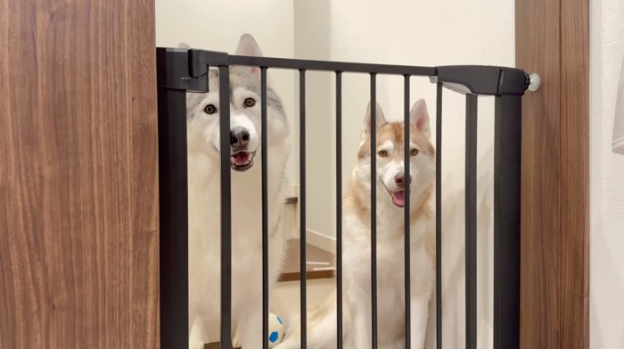 ゲートの前で笑顔で座る2頭の犬