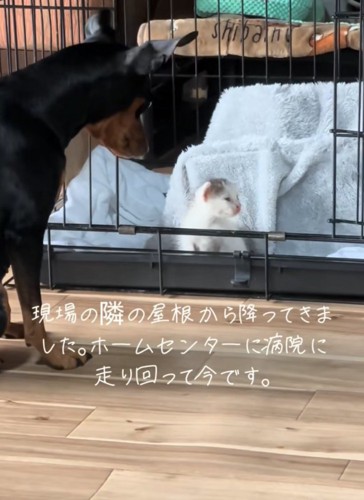 子猫を見守る犬