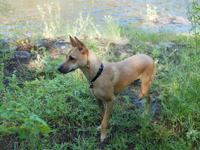 草むらに立っている若齢のタイワンドッグ