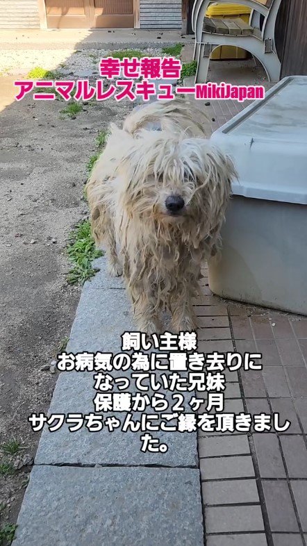 保護されたサクラちゃん