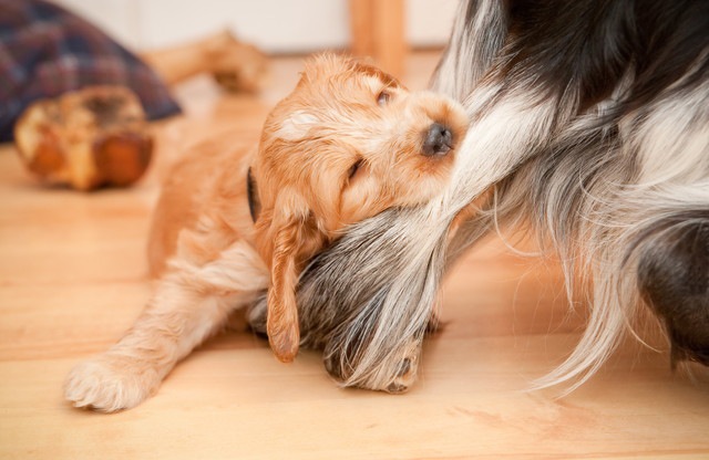 毛を噛んでいる子犬