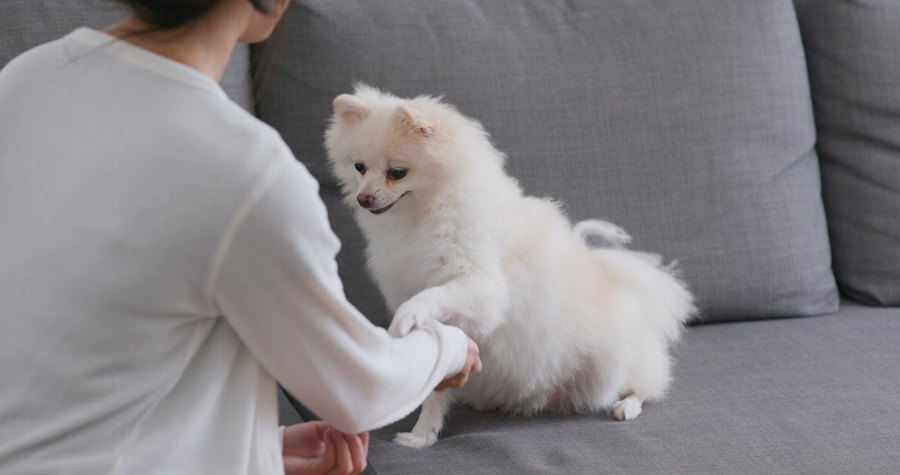 飼い主の腕にタッチしてオヤツを催促する犬