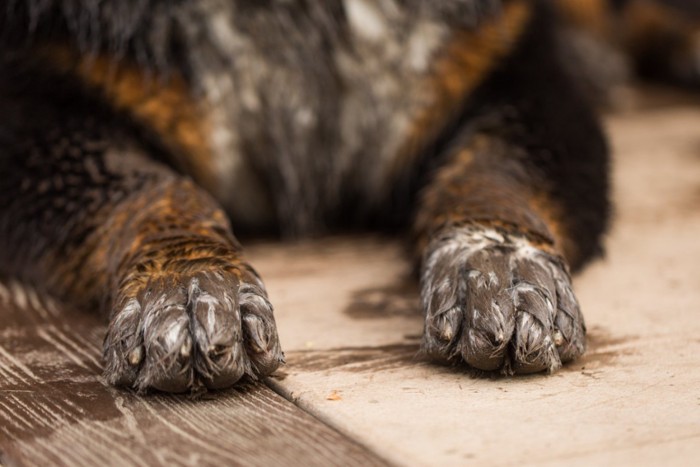 泥だらけの犬の足