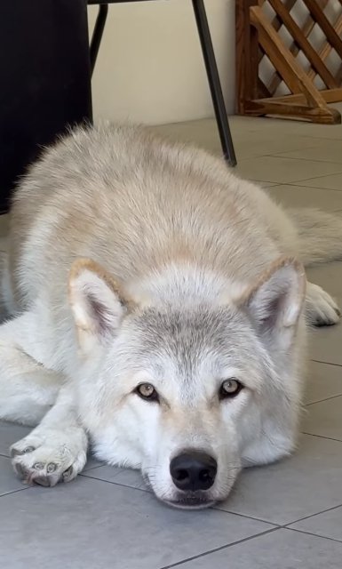 寝そべる狼犬