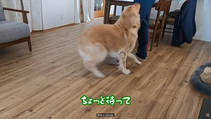 男性にじゃれつく大型犬