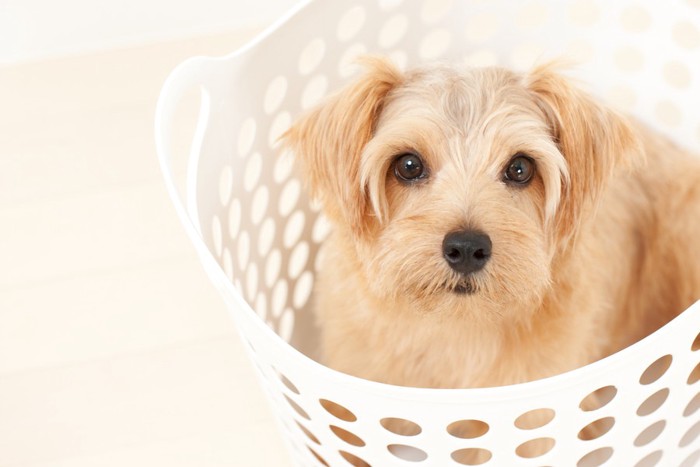 洗濯かごに入った犬