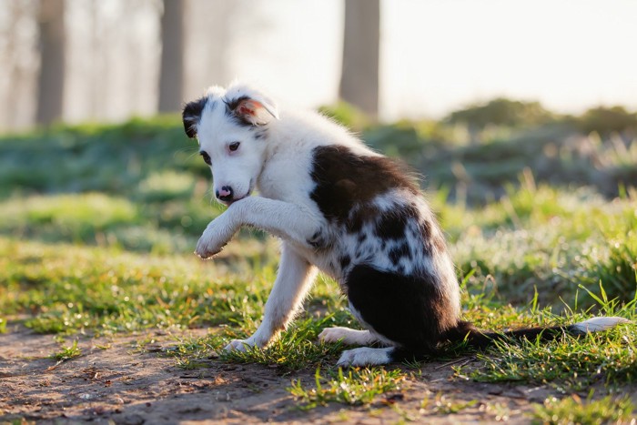 足を舐めている犬