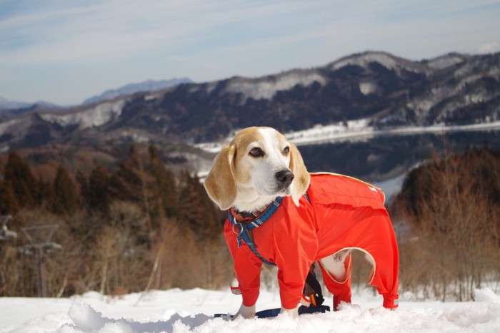 雪山のビーグル