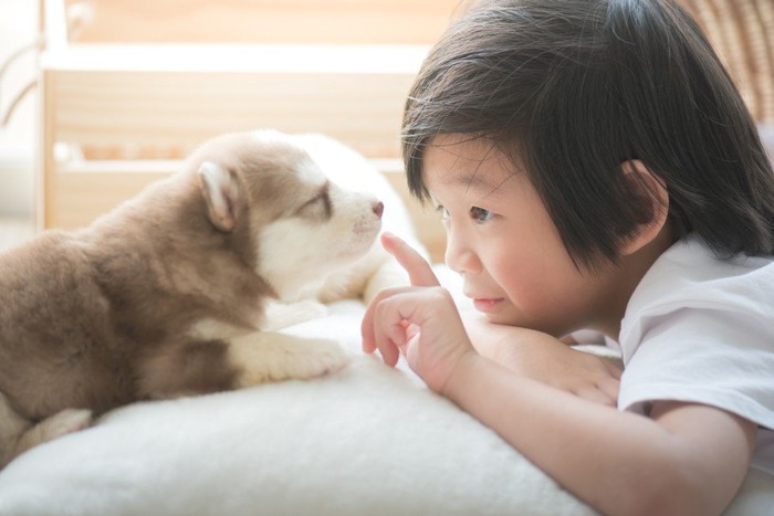 子犬と少年