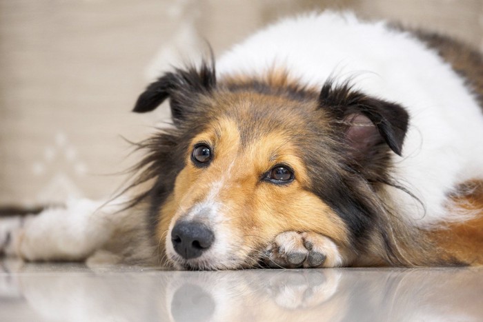 元気のない犬