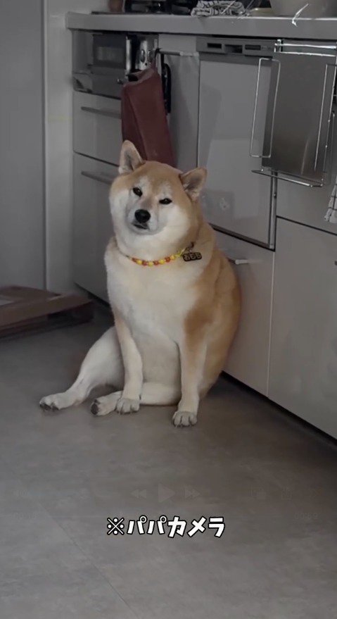 キッチンの床に座り込んでカメラを見つめる柴犬