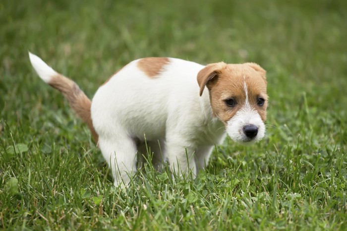 うんちをしている子犬