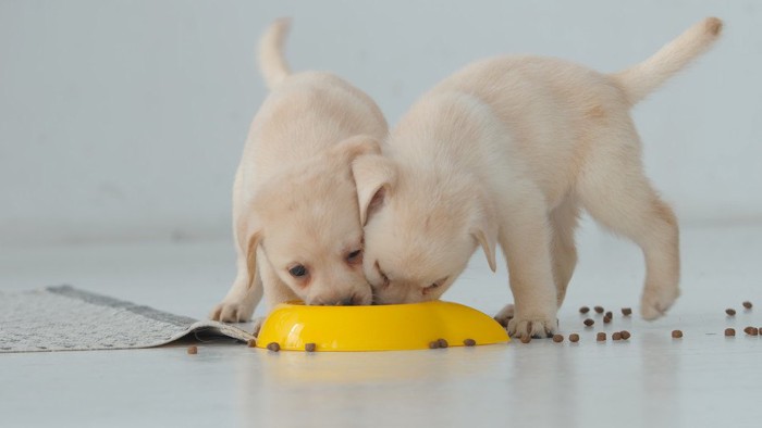 ごはんを食べる2匹の白い子犬