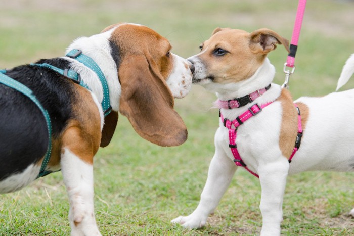 鼻をつけて犬同士の挨拶