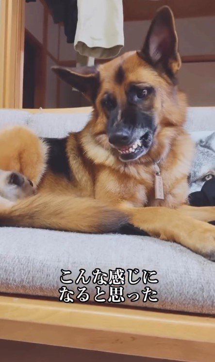 自信と誇りに満ちた犬…！