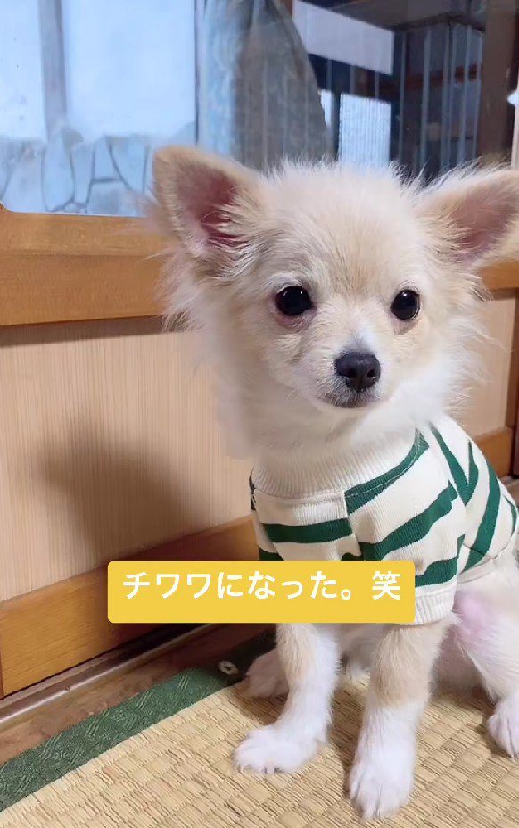 チワワだよね…？