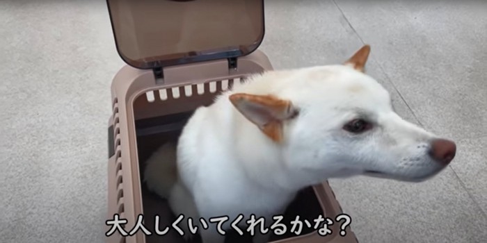 クレートから頭を出す柴犬