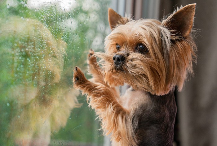 雨の日に窓から外を眺める犬