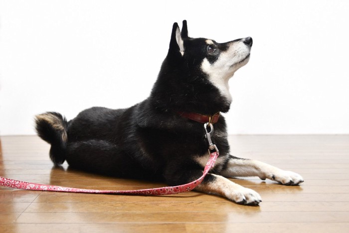 散歩待ちの犬