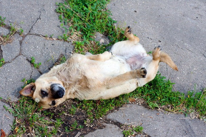 草地を見つけてゴロスリする犬