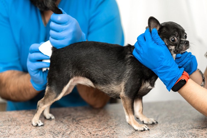 肛門絞りをされる犬