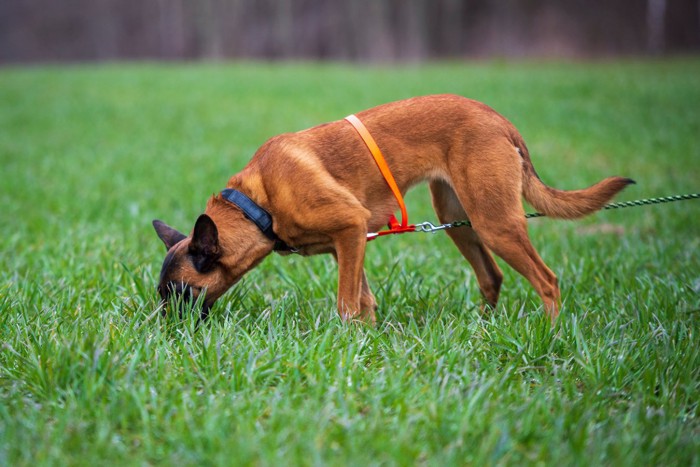 草に顔を近づける犬