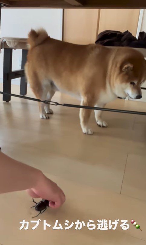 カブトムシを見た時のだんごちゃん7