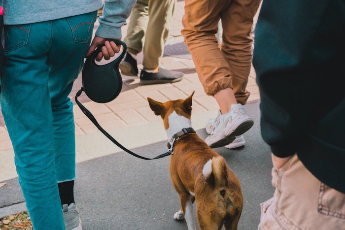 人混みを散歩する犬の後ろ姿