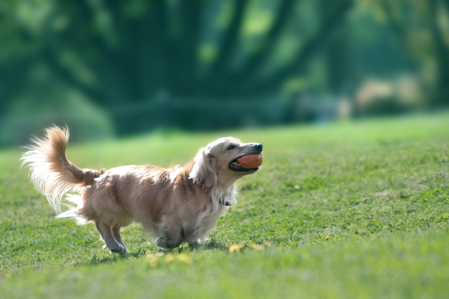 走る犬