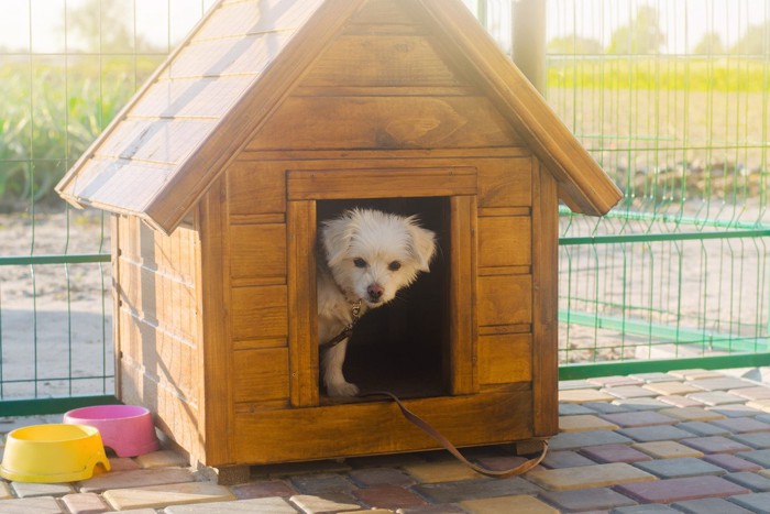 犬小屋から顔を出す白い小型犬
