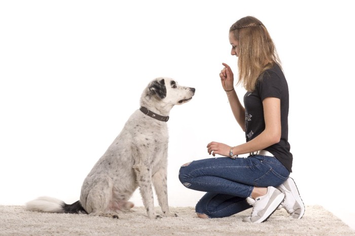 コマンドトレーニングする犬と女性