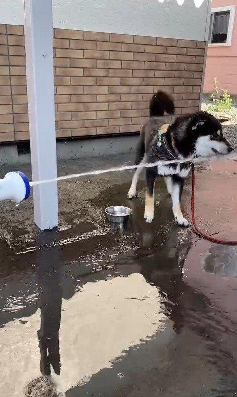 水を食べて遊ぶつくも君9