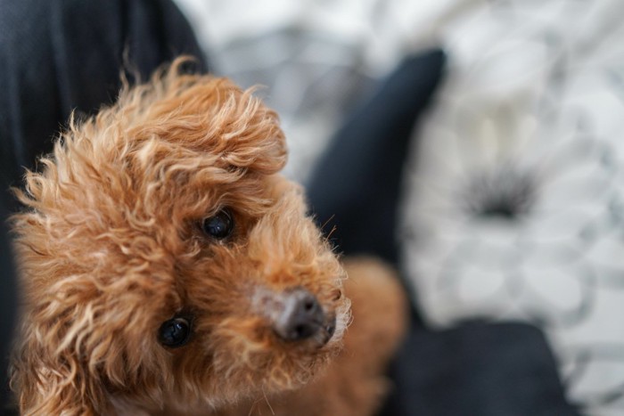 上を見上げる飼い主の膝の上に座った犬