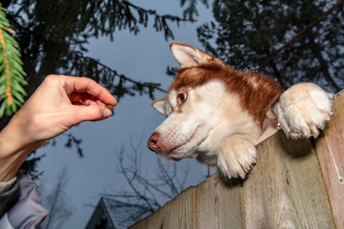 おやつに釣られて塀から顔を出す犬