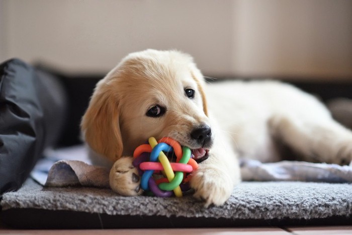 オモチャを噛む犬