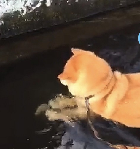 両手でモノを抑える犬