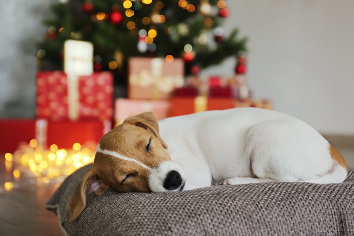 クリスマスツリーをバックに眠るジャック・ラッセル・テリア