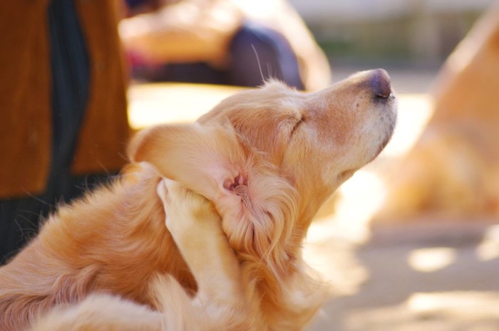 後ろ足で頭をかく犬