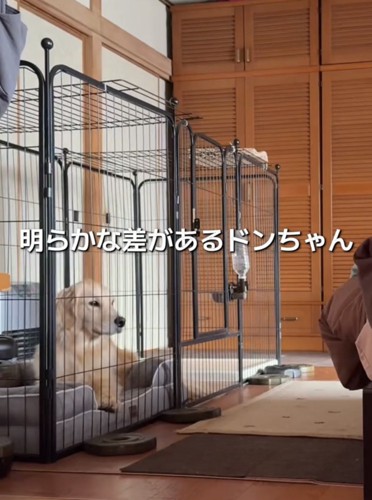 ケージの中で座る犬