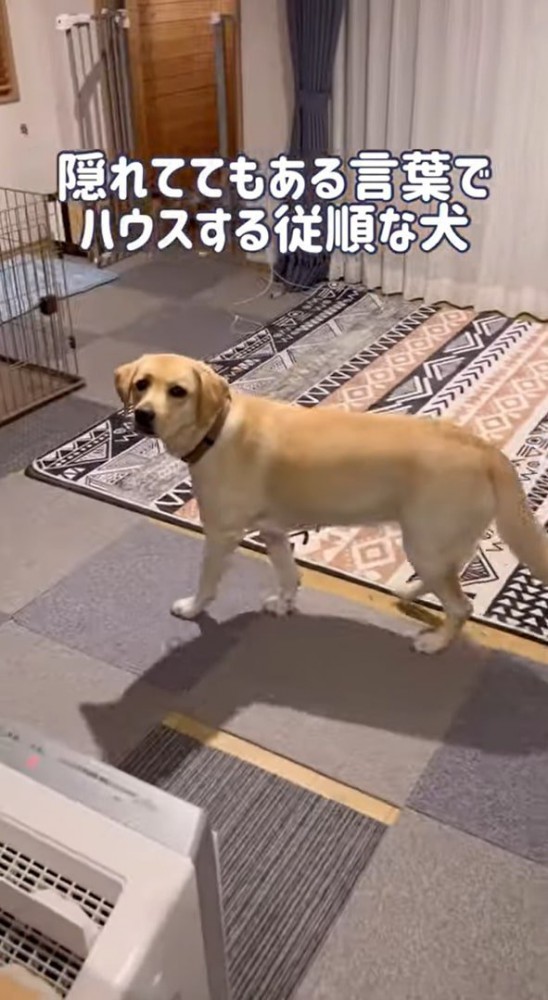 歩く犬