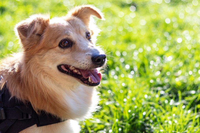 外を散歩する老犬