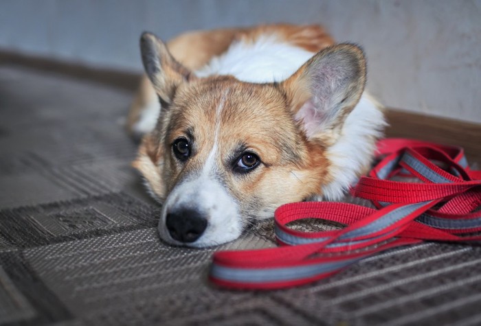 散歩を嫌がって動かない犬